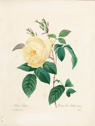 Żółta Rosa indica, rytowana przez Bessina, z „Choix des Plus Belles Fleurs et des Plus Beaux Fruits”, t. I, 1827-33